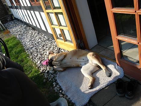 Bullmastiff Bertha - Så gik hun helt kold, iøvrigt ynglings stillingen. billede 5