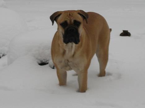 Bullmastiff Bertha - En dejlig masse sne. billede 6