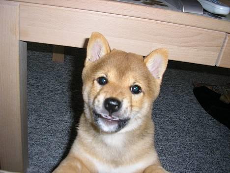 Shiba Pyrus billede 1