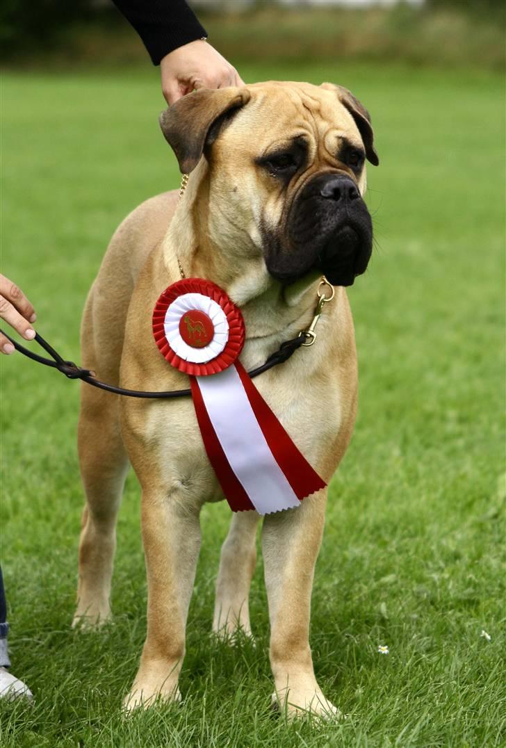 Bullmastiff Bertha - Vandt ungtæveklassen i Tommerup, så fik en fin roset. (lima-foto) billede 7