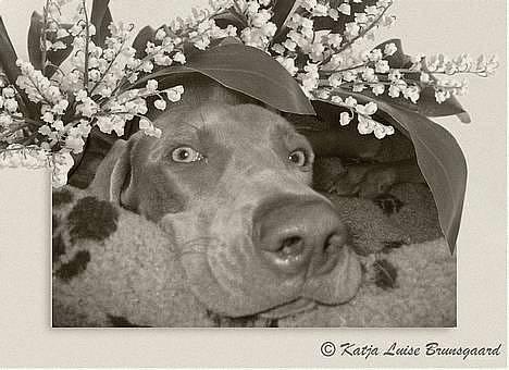 Weimaraner Natacha - 2006 billede 6