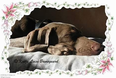 Weimaraner Natacha - 2005 billede 7