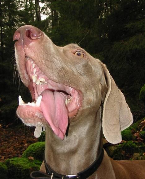 Weimaraner Natacha - 2005 billede 8