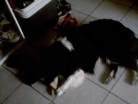 Collie langhåret Bamse - Mmmm en god´bid. :) billede 15