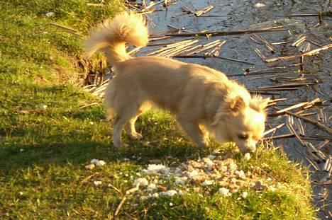 Chihuahua Baloo - smuk smuk smuk, 1 år billede 13