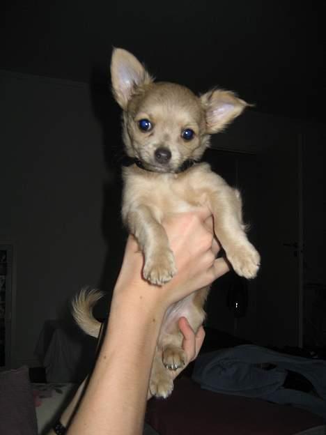 Chihuahua Baloo - Min lille Casanova ( 9 uger) billede 14