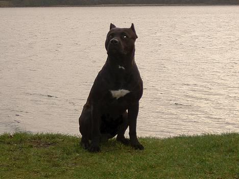 Amerikansk staffordshire terrier Targo  - (Bramslev bakker. December 2006) billede 15