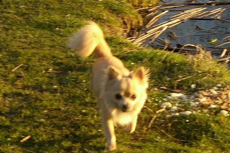 Chihuahua Baloo - smuksakken ved solnedgang, 1 år billede 15