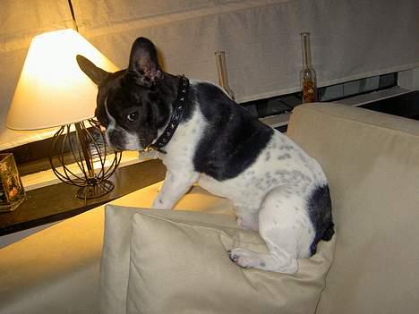 Fransk bulldog Vuck Stinkdyret - Skrid pomfrit kan du ikke se jeg leger bjergged....??? billede 9