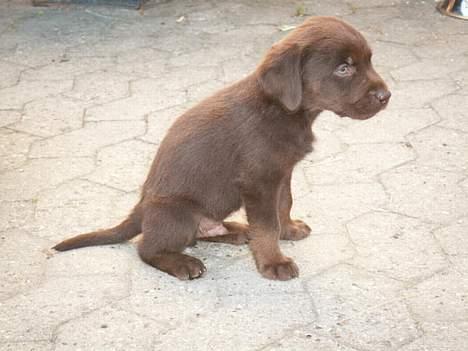 Labrador retriever King - se hvor stor jeg er blevet billede 7