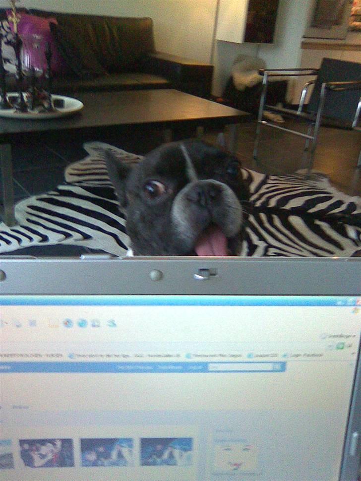 Fransk bulldog Vuck Stinkdyret - BØØØØØØHHHHH billede 10