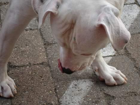 Amerikansk bulldog Nala (Kerteminde) - Hvad er dog det for en hvid stribe... hmm billede 8