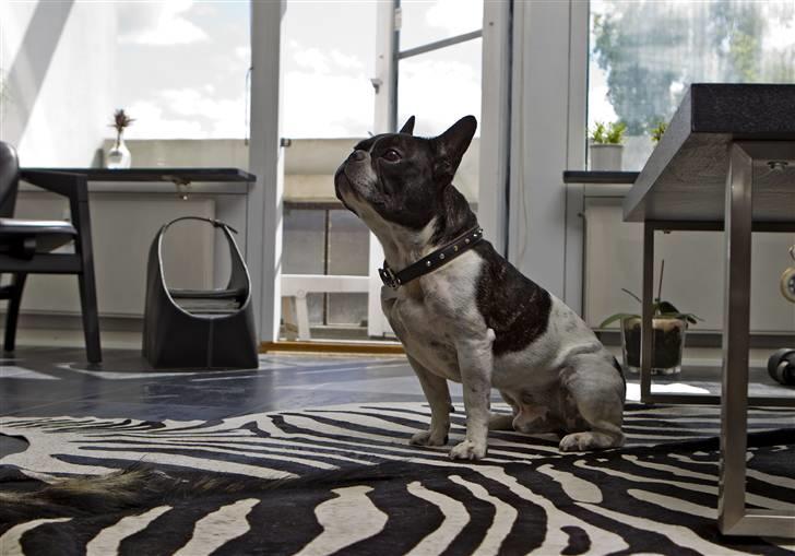 Fransk bulldog Vuck Stinkdyret - www.tosafoto.dk billede 12
