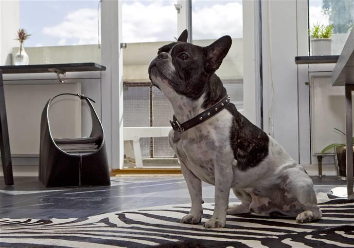 Fransk bulldog Vuck Stinkdyret - www.tosafoto.dk billede 13