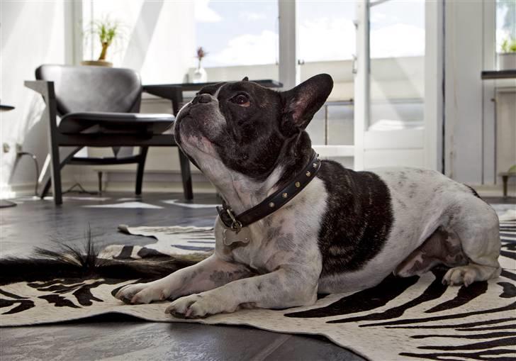 Fransk bulldog Vuck Stinkdyret - www.tosafoto.dk billede 14