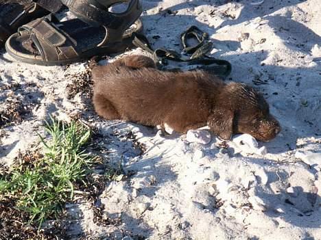 Labrador retriever King - så er vi ved stranden billede 8