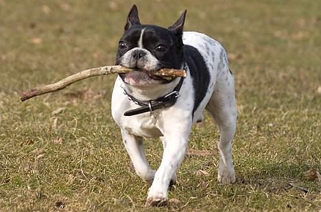 Fransk bulldog Vuck Stinkdyret - www.tosafoto.dk billede 15