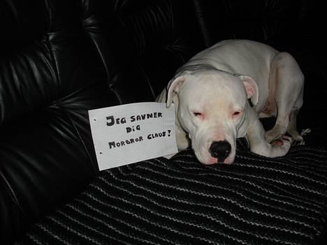 Amerikansk bulldog Nala (Kerteminde) - Findes der noget bedre end en sød morbror.. NEJ....! billede 10