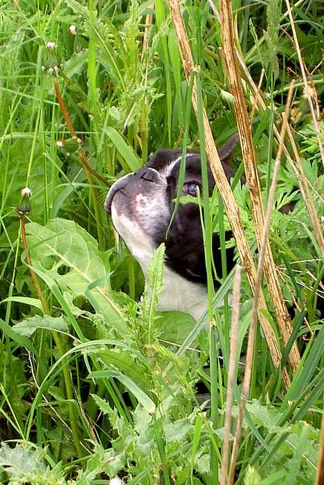 Fransk bulldog Vuck Stinkdyret - Kuk kuk find Holger..... billede 16