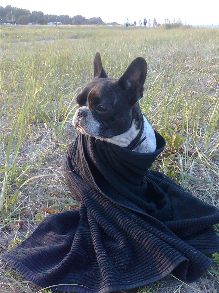 Fransk bulldog Vuck Stinkdyret - Uhh jeg fryser.. billede 18