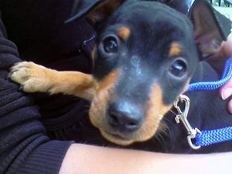 Dvaergpinscher  * (¯`'Raul Morris'´¯) * billede 11