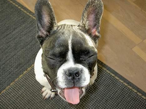 Fransk bulldog Vuck Stinkdyret - Baddddddddd dumme mor... billede 19