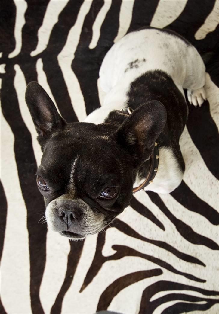 Fransk bulldog Vuck Stinkdyret billede 20