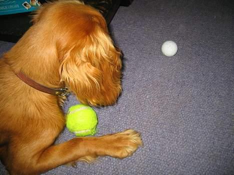 Cocker spaniel Rufus - Hovsa, der er også en golfbold, den må jeg ha´ :P billede 6