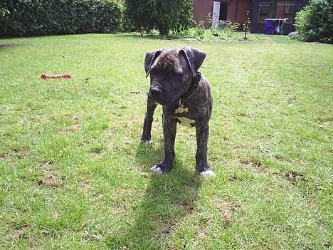 Blanding af racer Taco - Nøøøøj en stor græsplæne billede 5