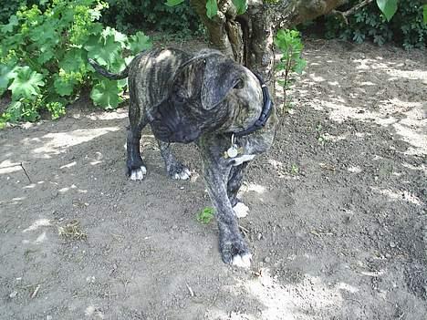 Blanding af racer Taco - Øv camouflagen duede ikke  billede 6