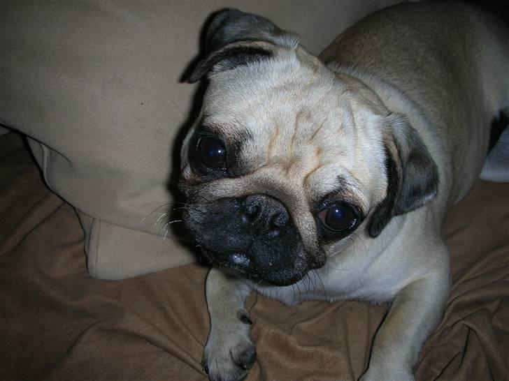 Mops Donna - Donna billede 1