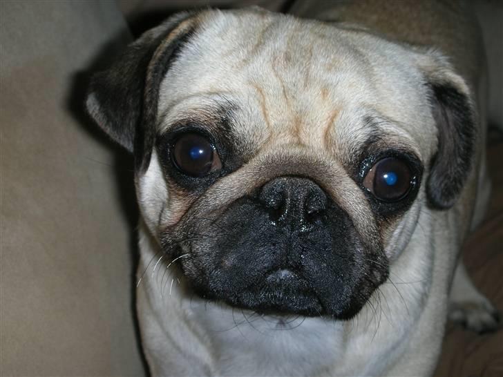 Mops Donna - Snupper lige en slapper - det er hårdt at være på udflugt... billede 2