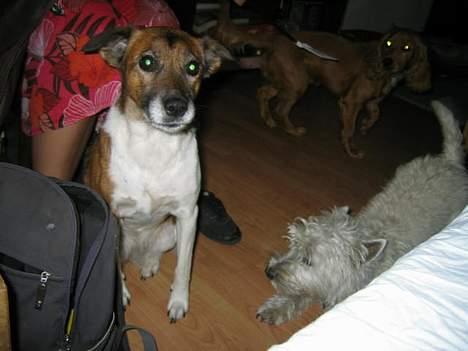 Blanding af racer Bruno billede 11