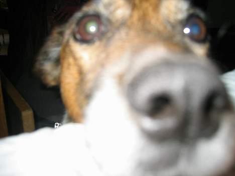 Blanding af racer Bruno billede 12