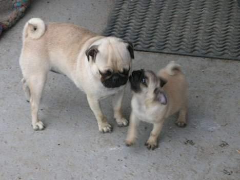 Mops Donna - Driller Diva lidt (er dog ikke så lille mere) billede 3