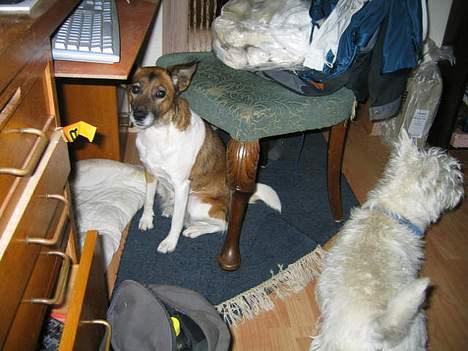 Blanding af racer Bruno billede 13