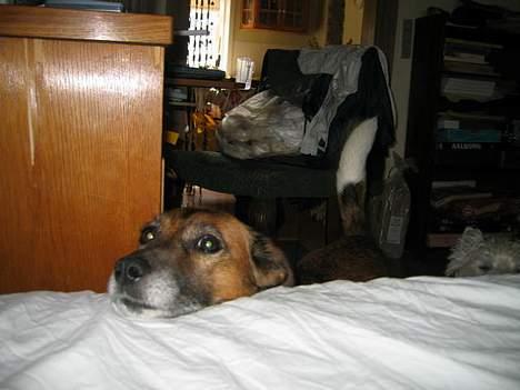 Blanding af racer Bruno billede 14