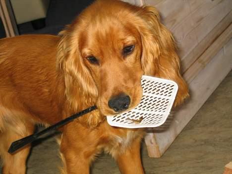 Blanding af racer Bruno - Baby´hund Rufus. Fået ham for Bruno´s skyld. :D billede 15