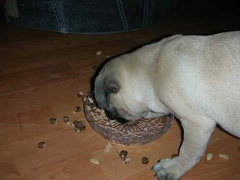 Mops Donna - MAD!!!.... halvdelen til mig og halvdelen til gulvet... :)  billede 4