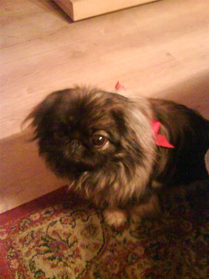 Pekingeser Sille RIP - Julehund anno 2008 billede 6