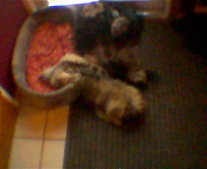 Pekingeser Sille RIP - Haha, jeg har nuppet Tarzans kurv.  billede 7