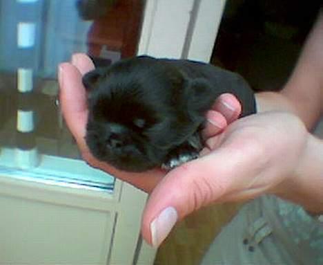 Pekingeser Sille RIP - Her er jeg bare 2 dage gammel billede 8