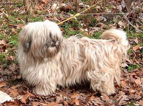 Lhasa apso merle billede 1