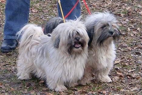 Lhasa apso merle billede 2