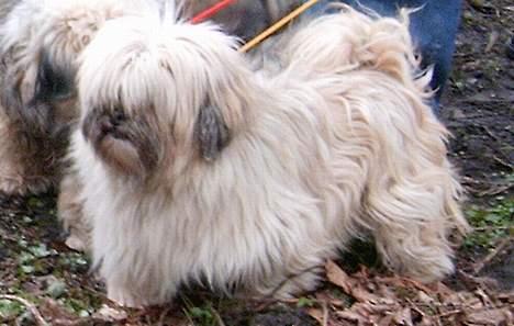 Lhasa apso merle billede 3