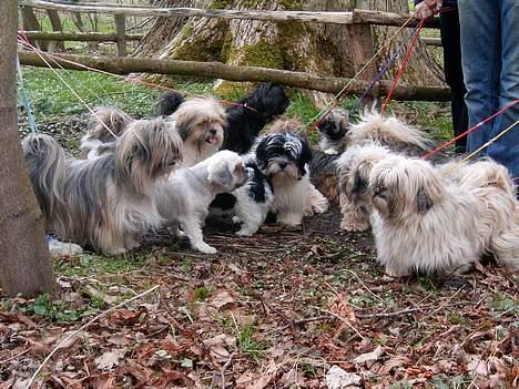 Lhasa apso merle billede 4