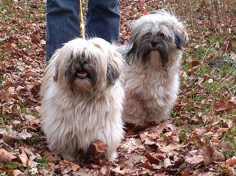 Lhasa apso merle billede 5