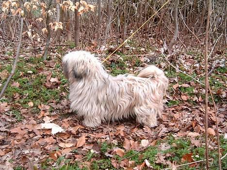 Lhasa apso merle billede 6