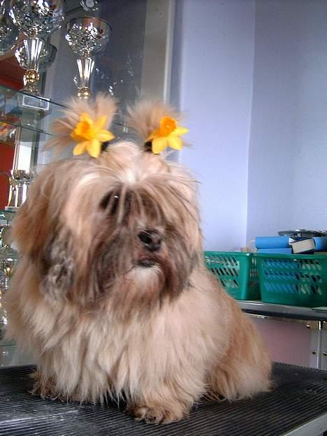 Lhasa apso merle billede 7