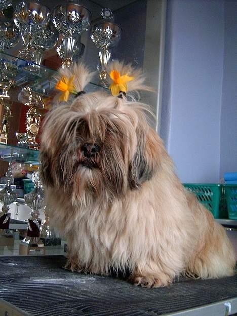 Lhasa apso merle billede 8